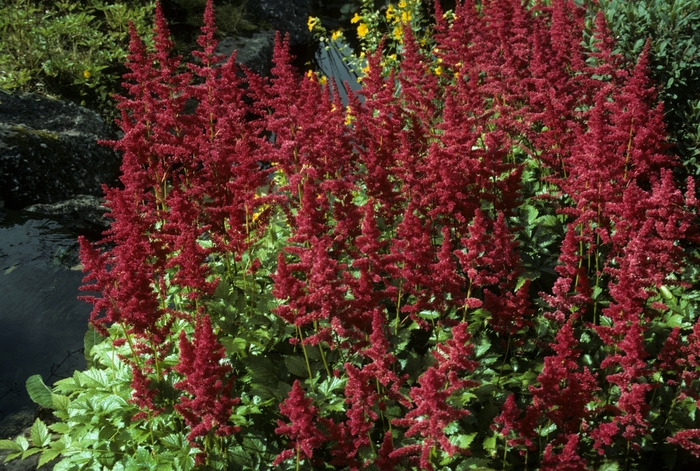 Astilbe - Astilbe x arendsii 'Bonn' from EC Browns Nursery