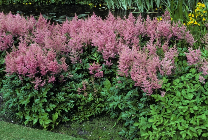 'Rheinland' - Astilbe japonica from EC Browns Nursery
