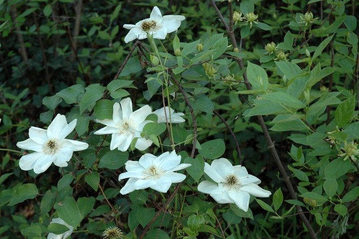 Hybrid Clematis - Clematis hybrid 'Guernsey Cream' from EC Browns Nursery