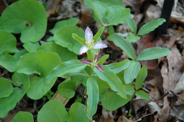 Dwarf Trillium - Trillium pusillum from EC Browns Nursery