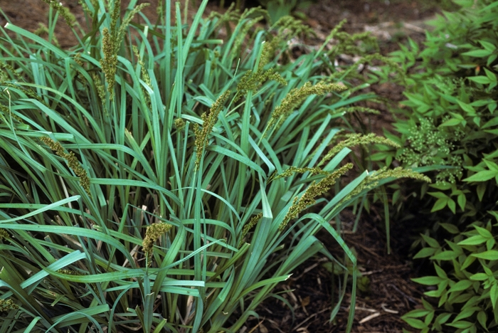Blue Sedge - Carex glauca from EC Browns Nursery