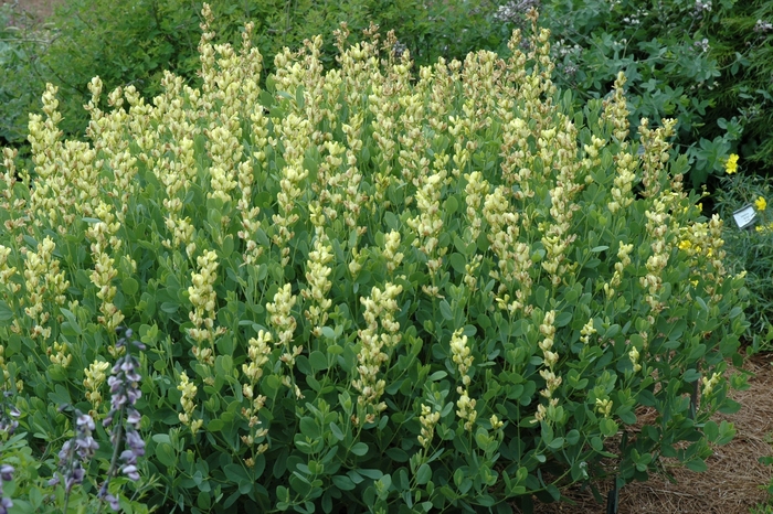 Yellow Indigo - Baptisia leucophaea from EC Browns Nursery