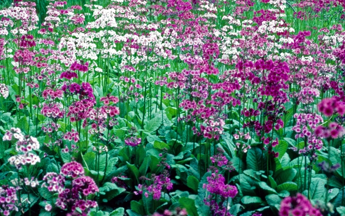 Candelabra Japanese Primrose - Primula japonica from EC Browns Nursery