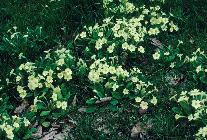 Primrose - Primula vulgaris from EC Browns Nursery