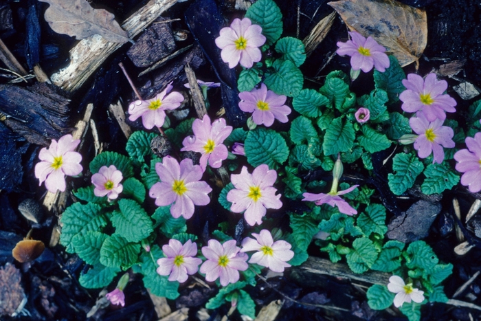 Primrose - Primula vulgaris var sibthorpii from EC Browns Nursery