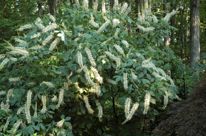 'Rogers Strain' Bottlebrush Buckeye - Aesculus parviflora from EC Browns Nursery