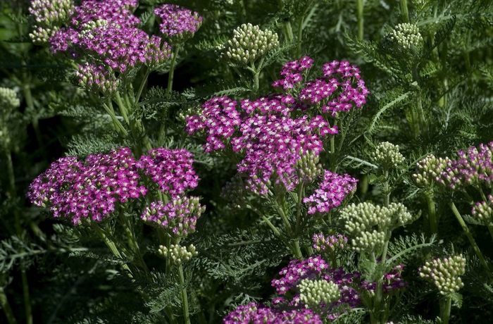 Common Yarrow - Achillea millefolium ''Oertel's Rose'' from EC Browns Nursery