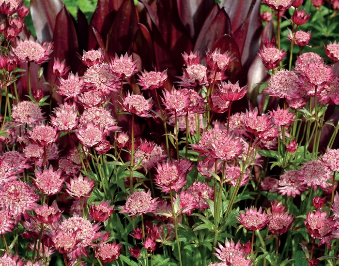 Barrenwort - Astrantia major 'Hadspen Blood' from EC Browns Nursery