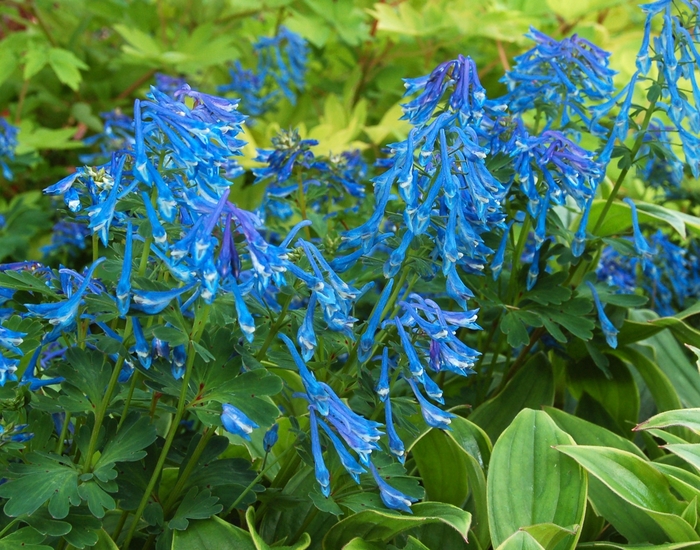 Blue Corydalis - Corydalis elata from EC Browns Nursery