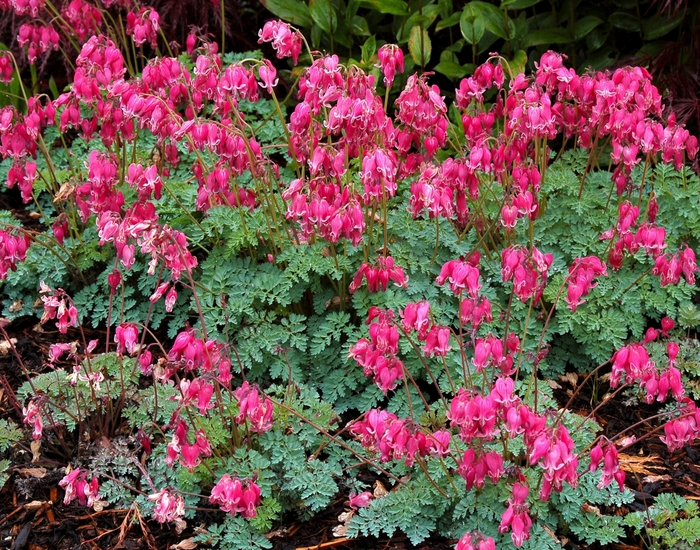 Fern-Leaf Bleeding Heart - Dicentra 'King of Hearts' from EC Browns Nursery