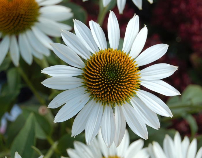 HAPPY STAR Coneflower - Echinacea purpurea 'Happy Star' from EC Browns Nursery