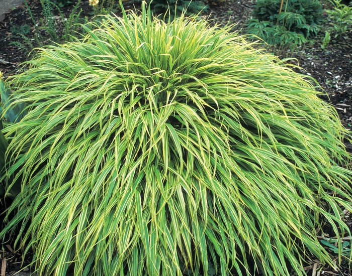 Japenese Forest Grass - Hakonechloa macra 'Albo-Striata' from EC Browns Nursery