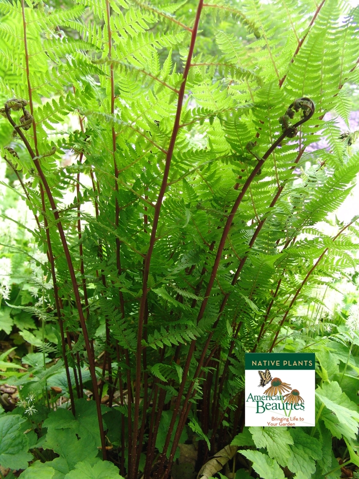 Red Lady Fern - Athyrium filix-femina 'Lady in Red' from EC Browns Nursery