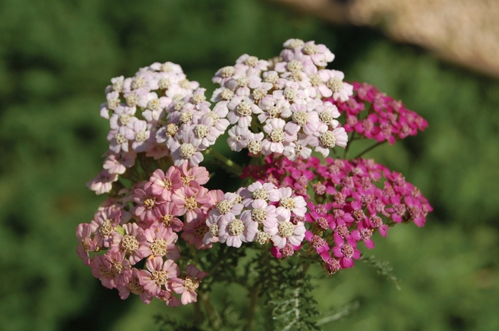 Yarrow - Achillea 'Summer Pastels' from EC Browns Nursery