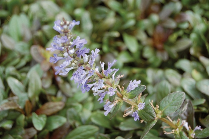 Ajuga - Ajuga Reptans 'Chocolate Chip' from EC Browns Nursery