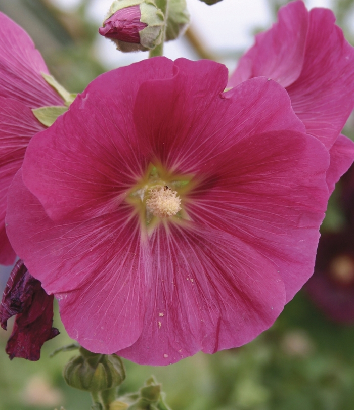 Hollyhock - Alcea rosea 'Indian Spring' from EC Browns Nursery