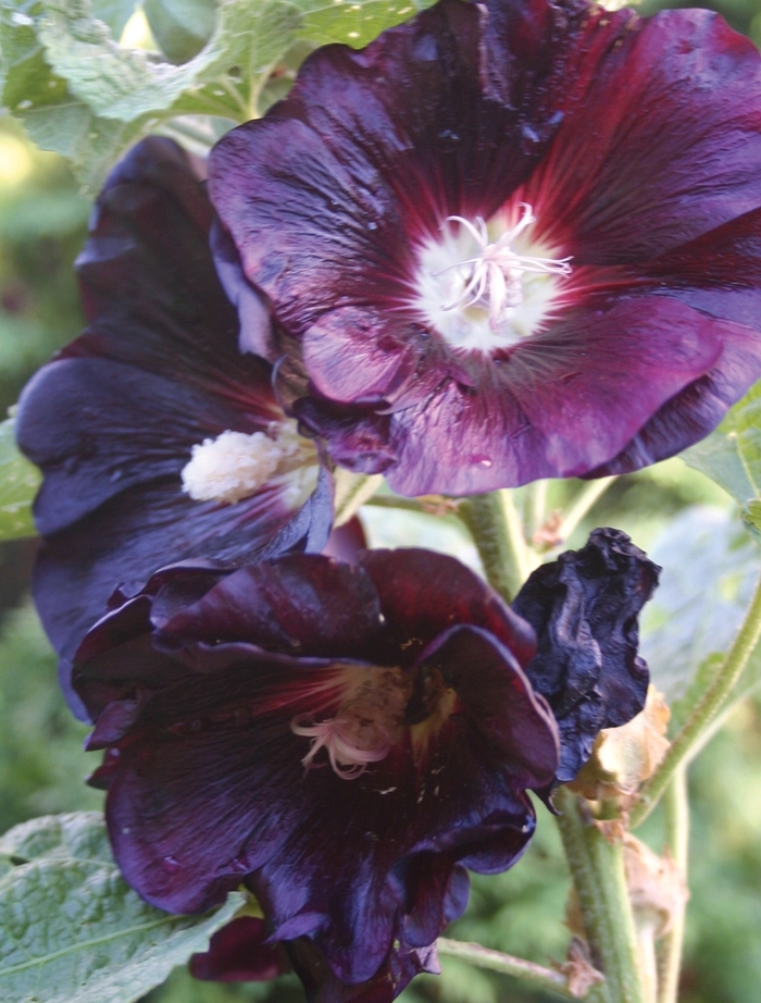 'Nigra' Hollyhock - Alcea rosea from EC Browns Nursery