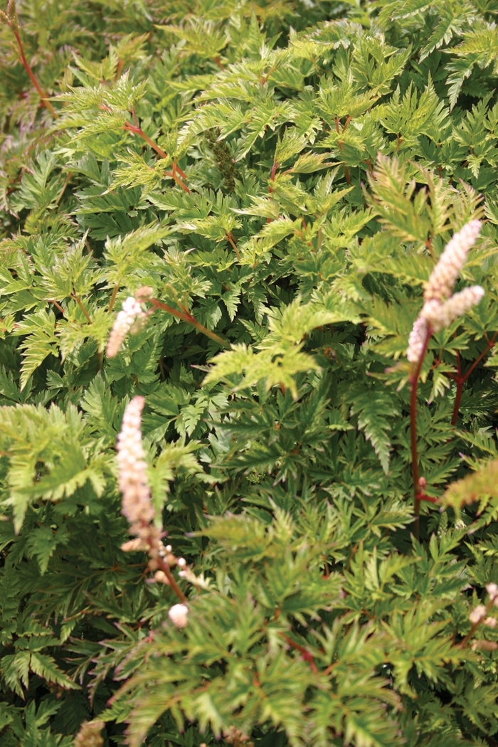 Miniature Goatsbeard - Aruncus aethusifolius 'Noble Spirits' from EC Browns Nursery