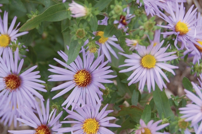 Oblongleaf Aster Cultivar - Aster oblongifolius 'Raydon's Favorite' from EC Browns Nursery