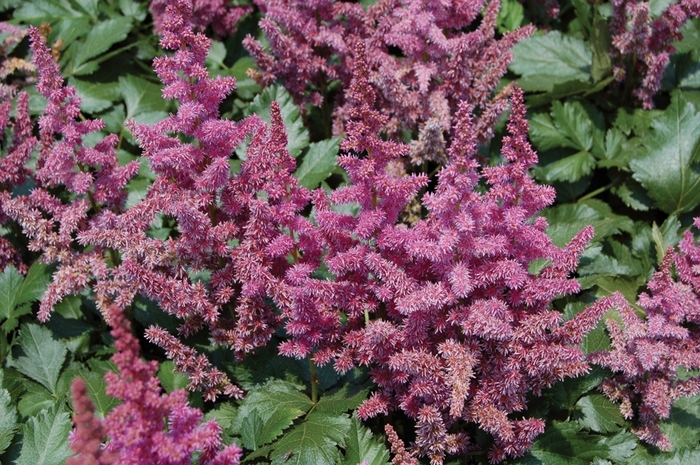 Chinese Astilbe - Astilbe chinensis 'Visions' from EC Browns Nursery