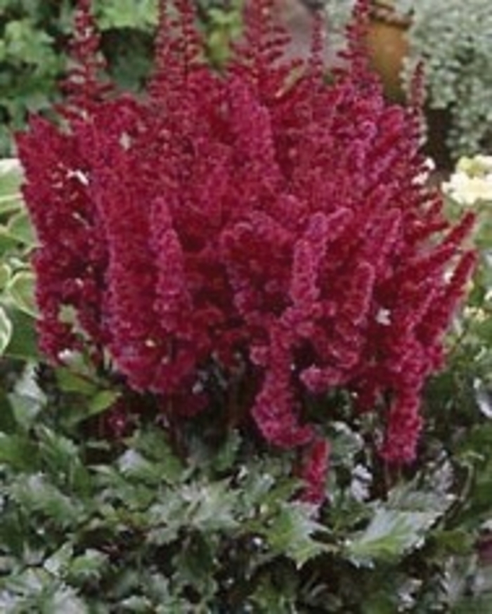 False Spirea - Astilbe chinensis 'Visions in Red' from EC Browns Nursery
