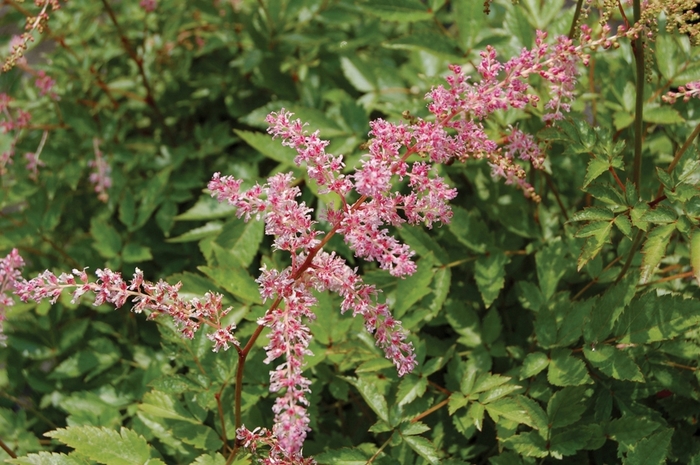 False Spirea - Astilbe x arendsii 'Flamingo' from EC Browns Nursery