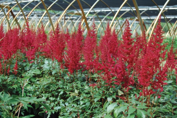 False Spirea - Astilbe arendsii 'Fanal' from EC Browns Nursery