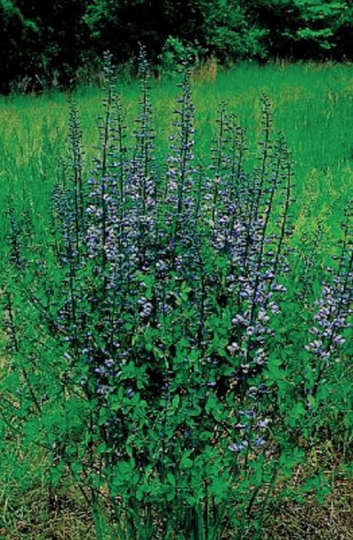 Wild Indigo - Baptisia x hybrida 'Purple Smoke' from EC Browns Nursery