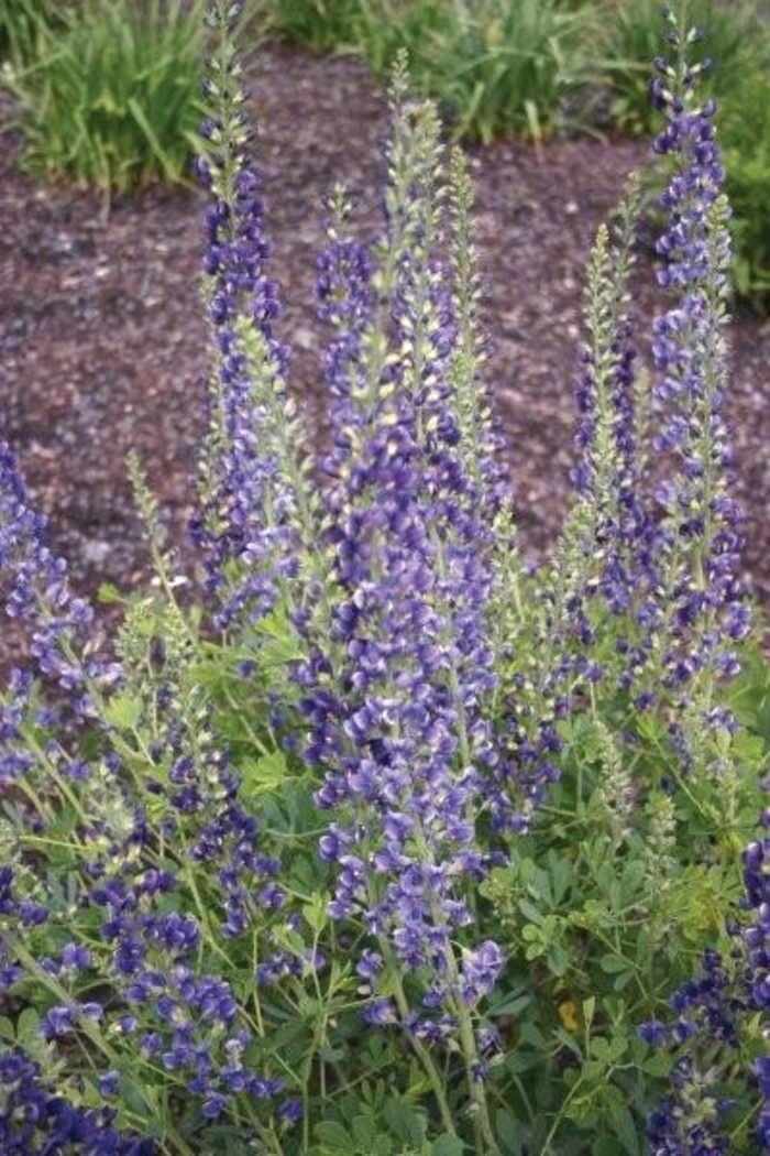 False Indigo - Baptisia x varicolor 'Midnite Prairieblues&trade; ' from EC Browns Nursery