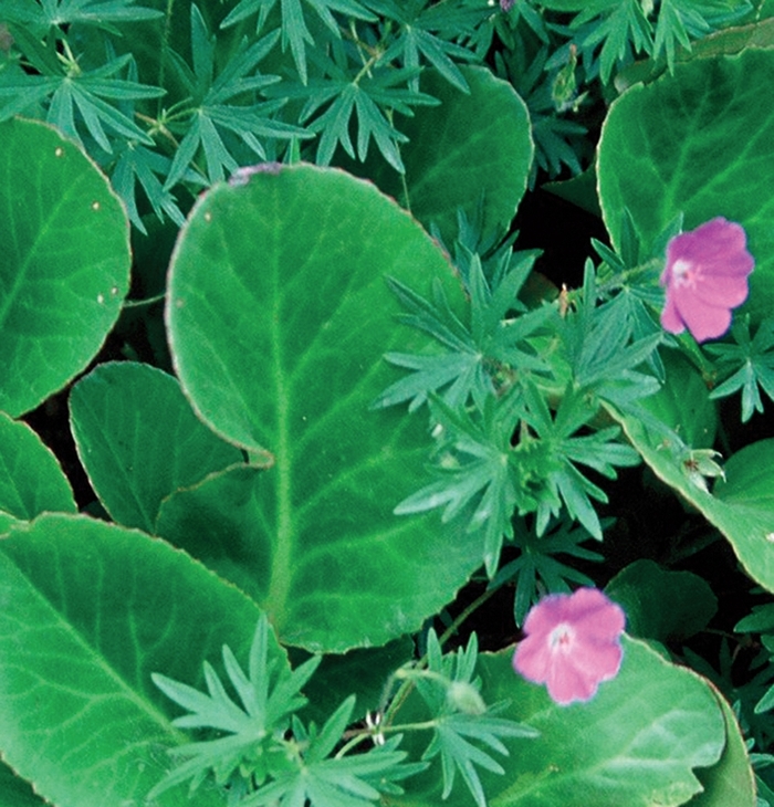 Heartleaf Bergenia, Pigsqueak - Bergenia cordifolia 'Winterglut' from EC Browns Nursery