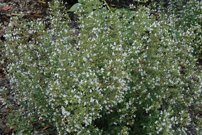 Calamint - Calamintha nepeta 'var nepeta' from EC Browns Nursery