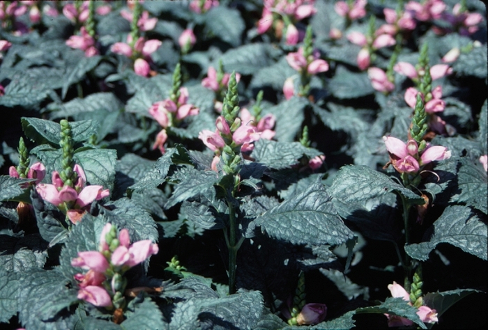'Hot Lips' Pink Turtlehead - Chelone lyonii from EC Browns Nursery