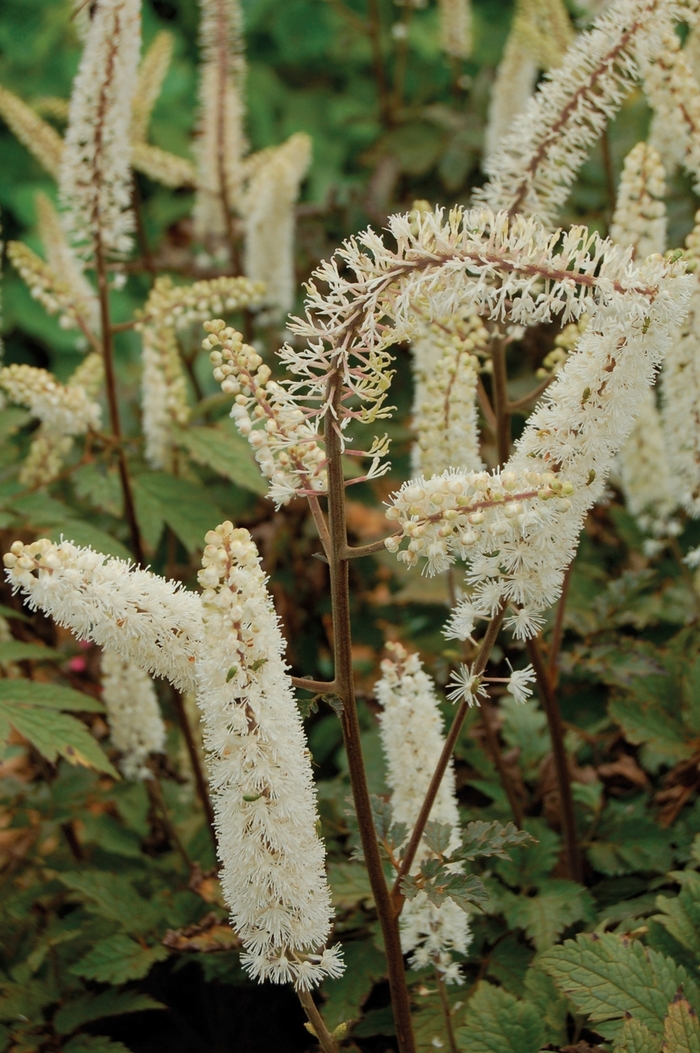 Branched Bugbane - Actaea ramosa 'Atropurpurea' from EC Browns Nursery