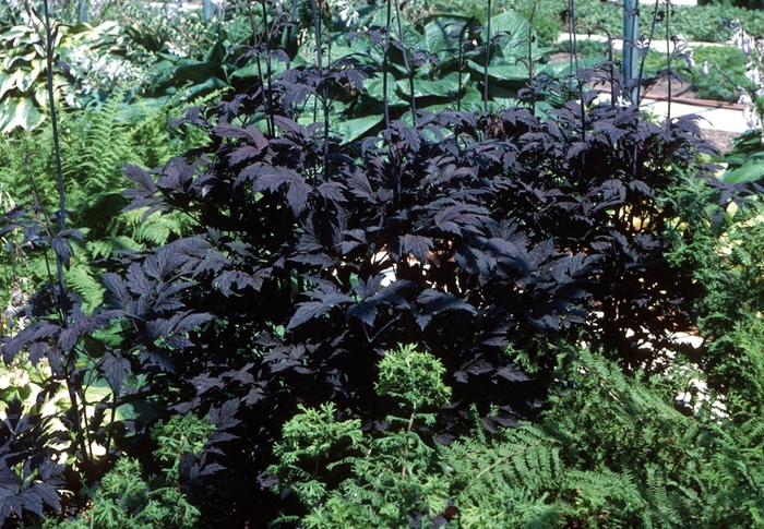 Purple-leaf Bugbane - Cimicifuga ramosa 'Hillside Black Beauty' from EC Browns Nursery