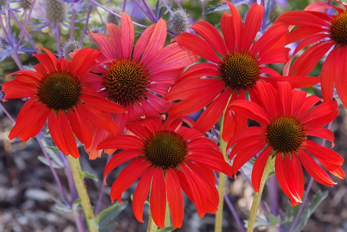 Coneflower - Echinacea 'Tomato Soup' from EC Browns Nursery