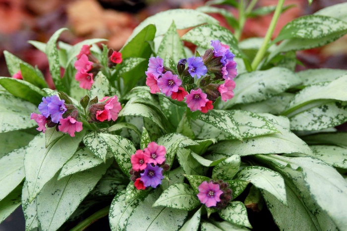 Lungwort - Pulmonaria 'Silver Bouquet' from EC Browns Nursery