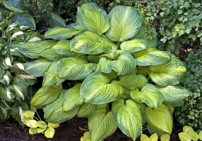 Hosta - Plantain Lily - Hosta 'Guacamole' from EC Browns Nursery