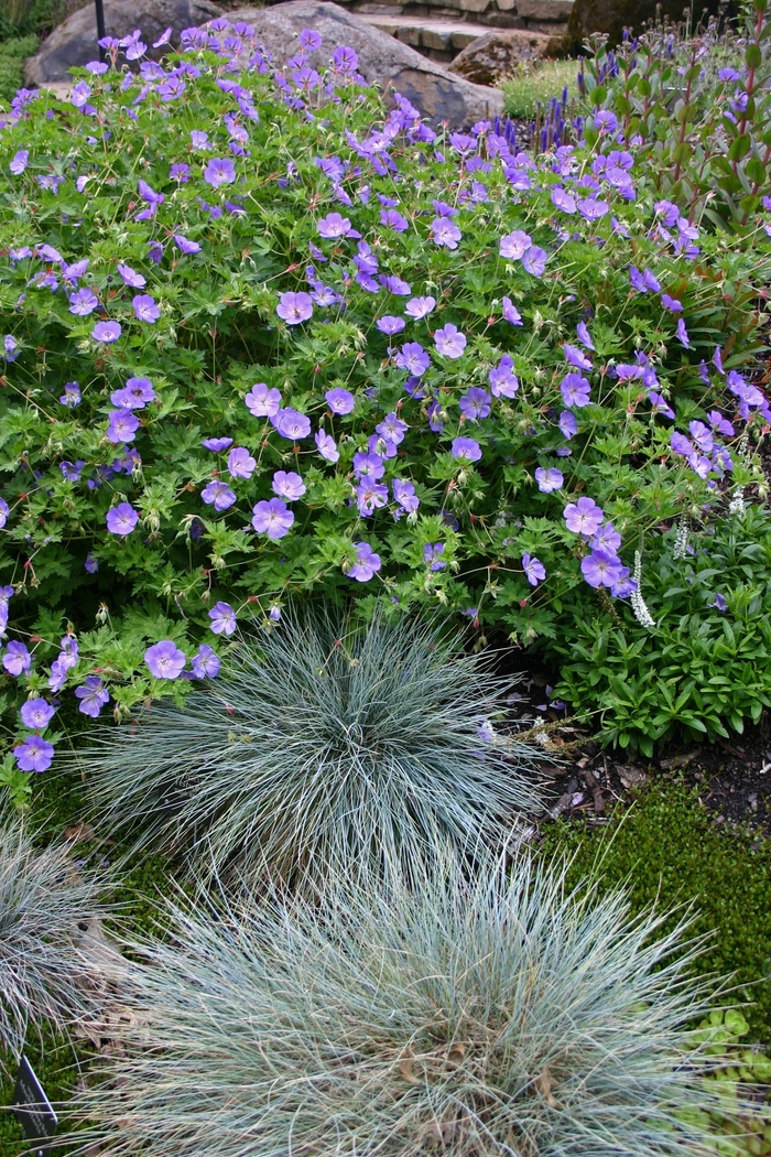 Rozanne Cranesbill - Geranium 'Rozanne' from EC Browns Nursery