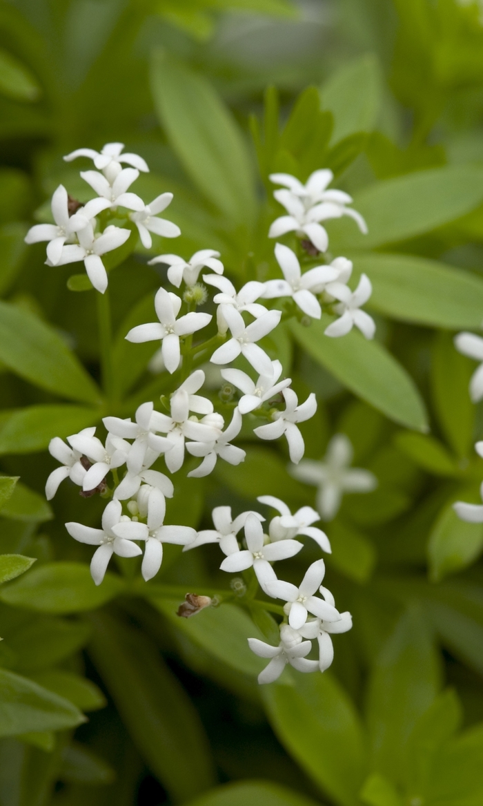 Sweet Woodruff - Galium odoratum from EC Browns Nursery