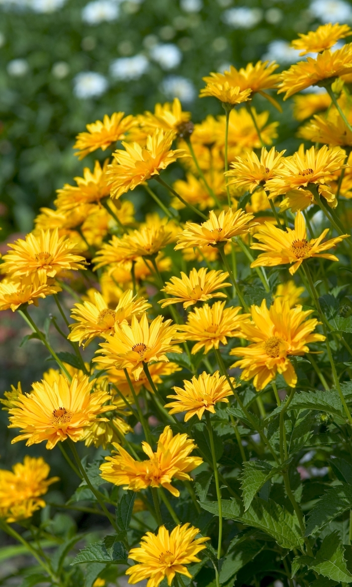 Ballerina False Sunflower - Heliopsis 'Ballerina' (False Sunflower) from EC Browns Nursery
