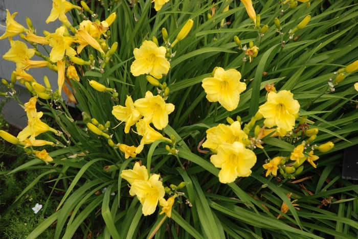 'Happy Returns' Daylily - Hemerocallis from EC Browns Nursery