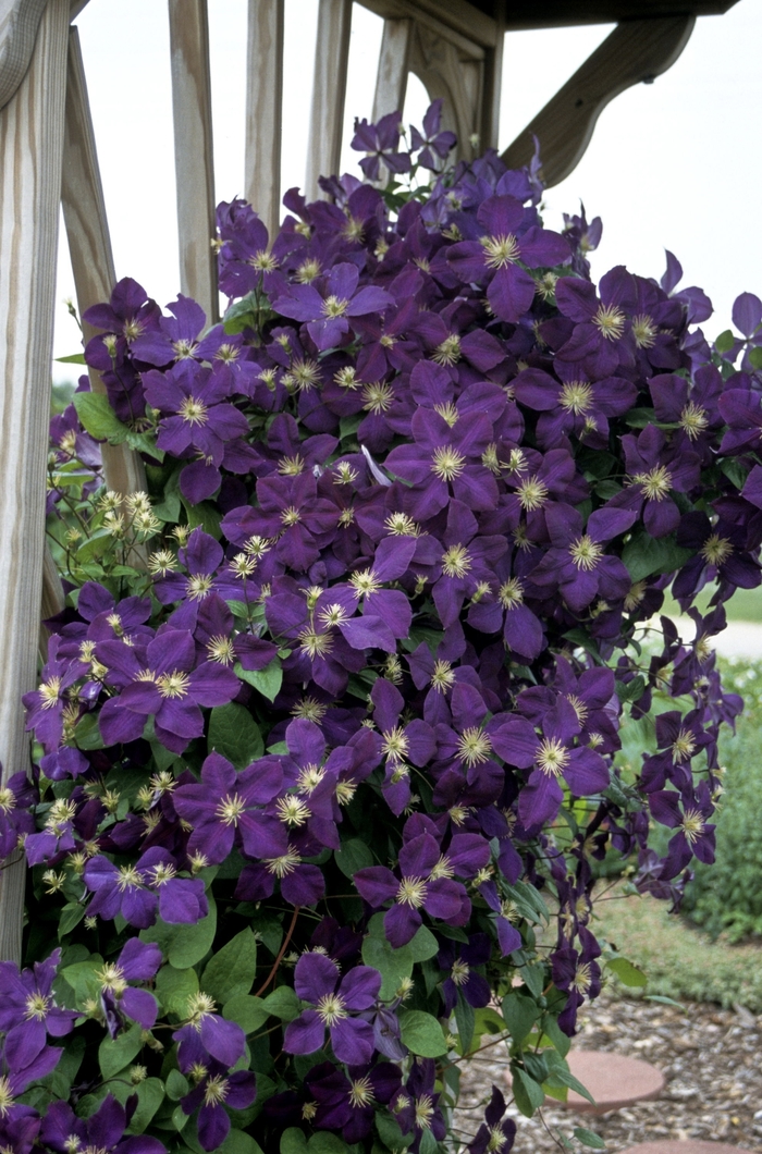 Clematis, Jackmanii - Clematis 'Jackmanii' from EC Browns Nursery