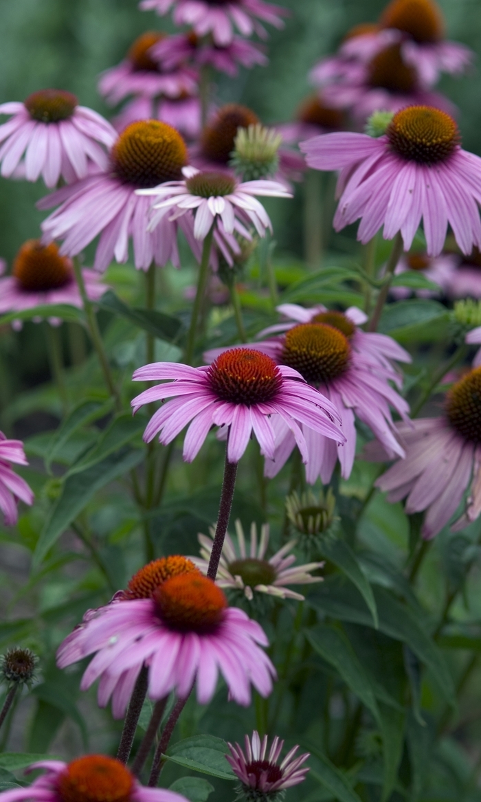 Magnus Coneflower - Echinacea 'Magnus' from EC Browns Nursery