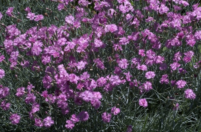 Mountain Mist Cheddar Pink - Dianthus 'Mountain Mist' (Cheddar Pink) from EC Browns Nursery