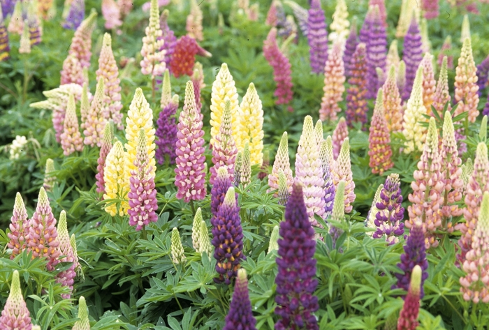 Perennial Lupine - Lupinus perennis from EC Browns Nursery