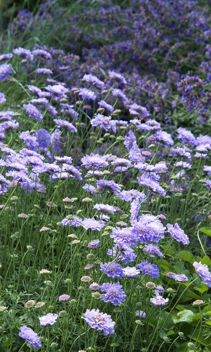 Pincushion Flower - Scabiosa columbaria 'Butterfly Blue' from EC Browns Nursery