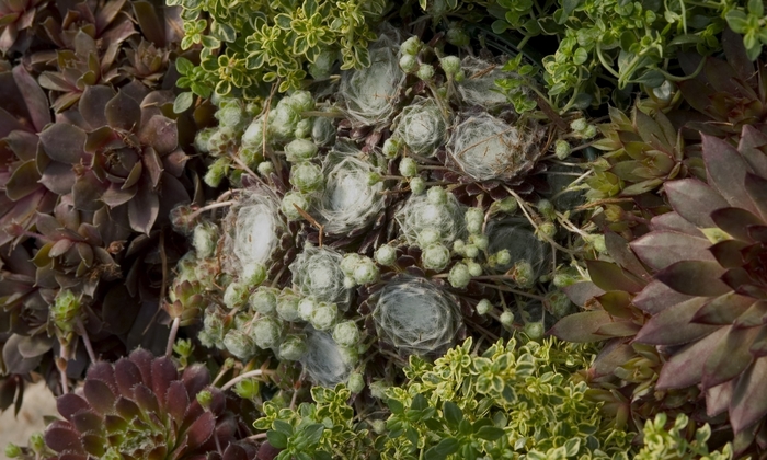 'Hardy Series Mixed' Hen and Chicks - Sempervivum tectorum from EC Browns Nursery