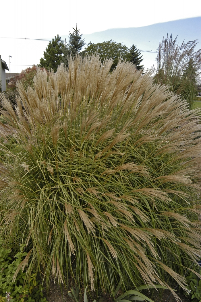 Dwarf Japanese Silver Grass - Miscanthus sinensis 'Adagio' from EC Browns Nursery