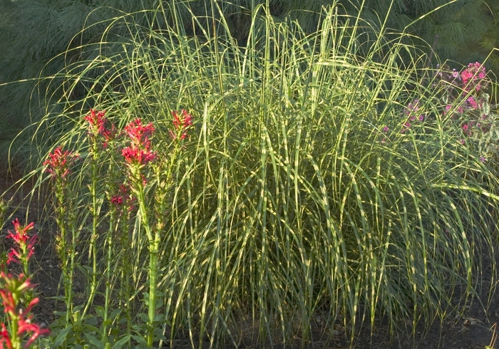 Zebra Grass - Miscanthus sinensis 'Zebrinus' from EC Browns Nursery