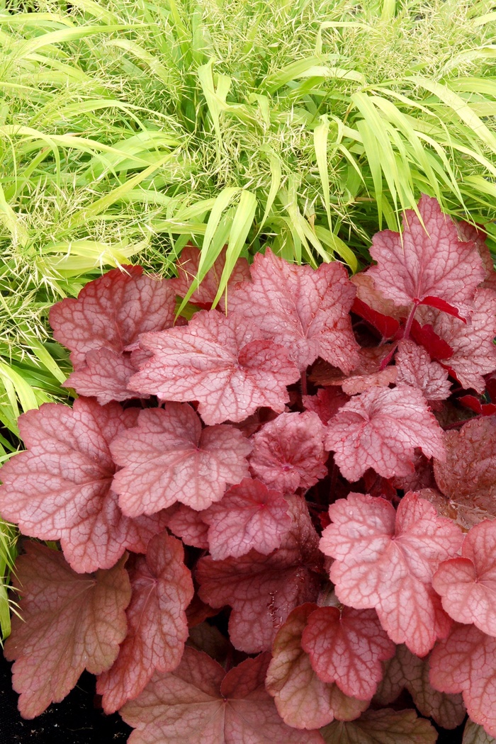 Coral Bells - Heuchera 'Georgia Peach' from EC Browns Nursery